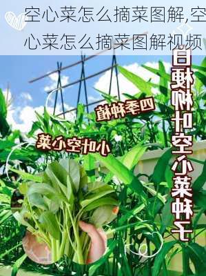 空心菜怎么摘菜图解,空心菜怎么摘菜图解视频