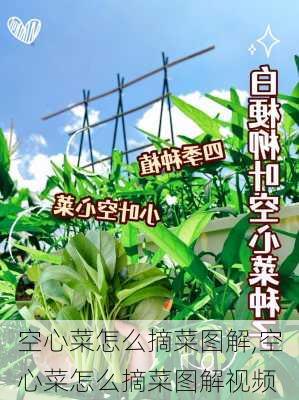 空心菜怎么摘菜图解,空心菜怎么摘菜图解视频